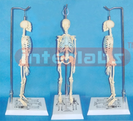 50 CM TALL HUMAN SKELETON MODEL (HANGING)